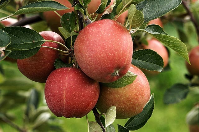 Obstbaumschnitt